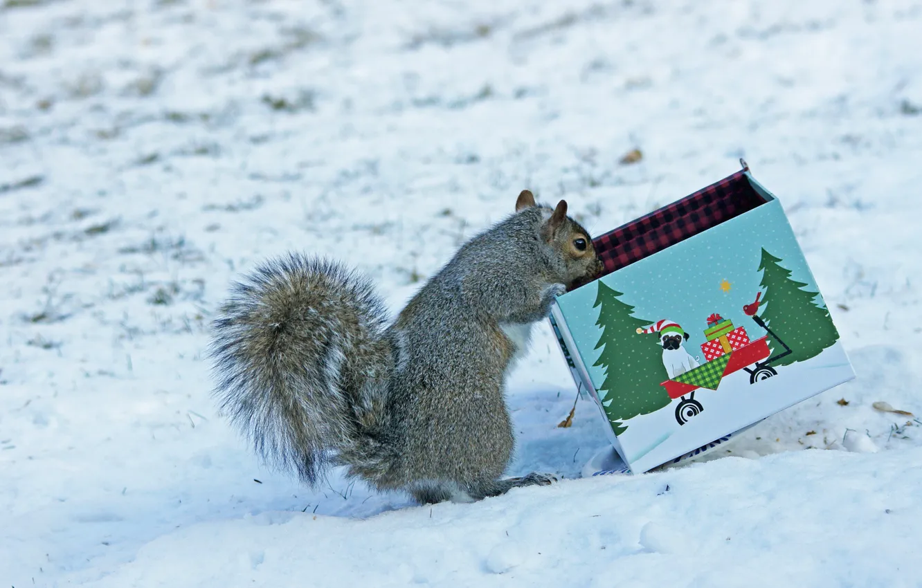 Фото обои зима, снег, коробка, рисунок, белка, серая, любопытство