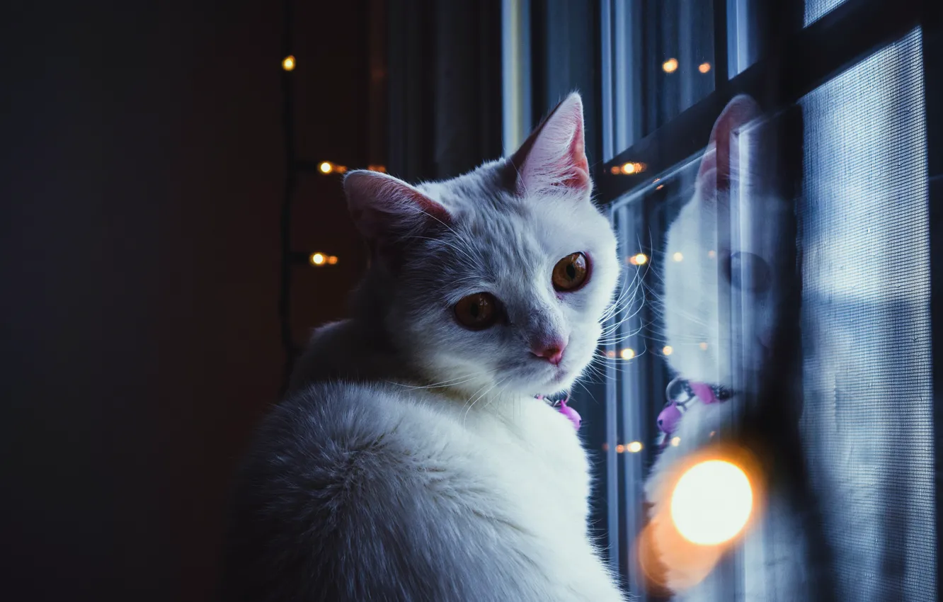 Фото обои кошка, кот, взгляд, морда, свет, блики, отражение, темный фон