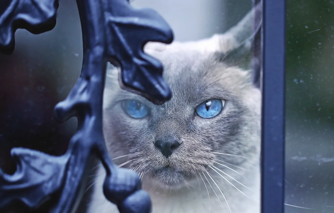 Фото обои кошка, кот, взгляд, стекло, морда, металл, завитки, портрет