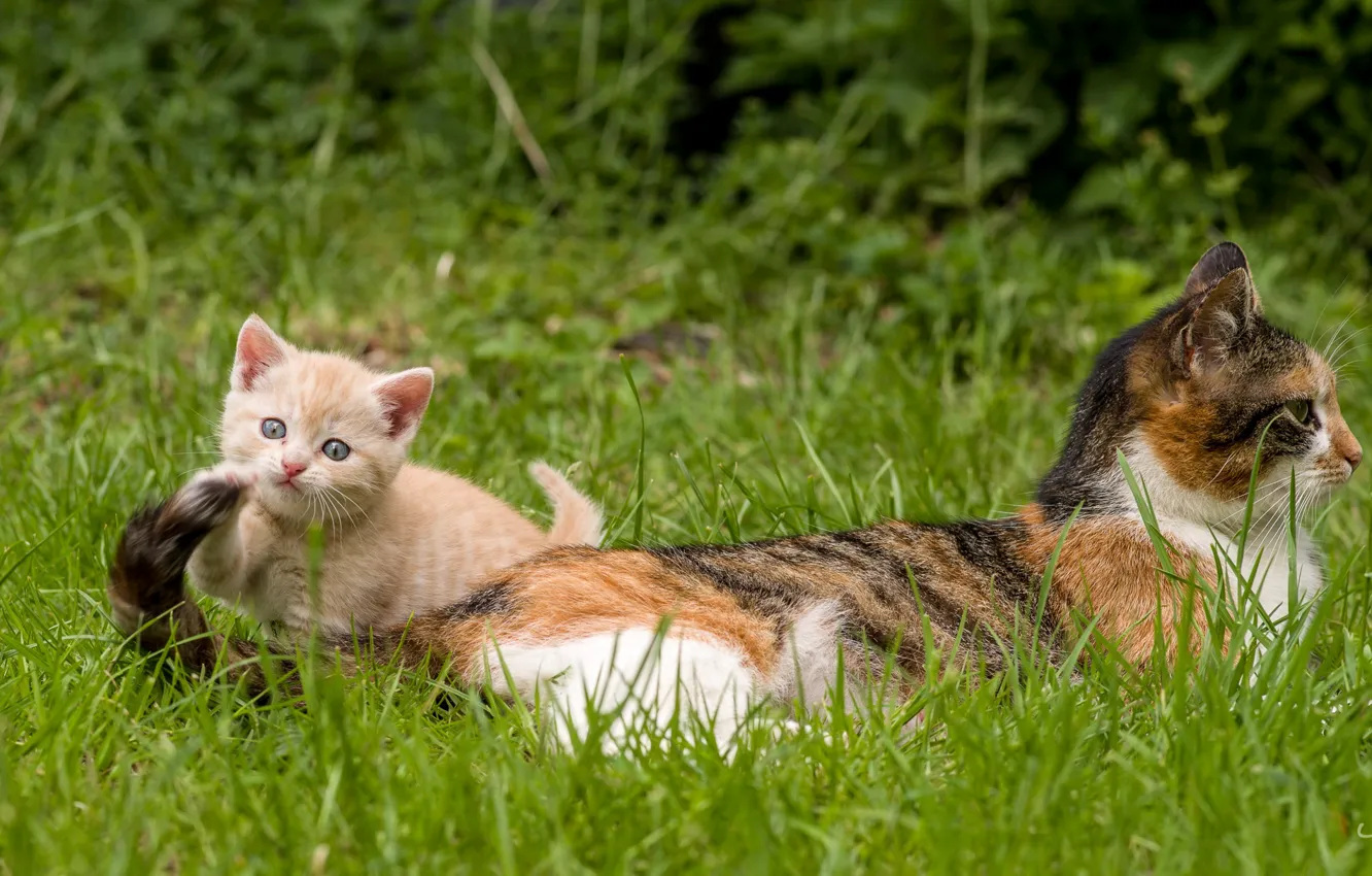 Фото обои трава, котенок, мама