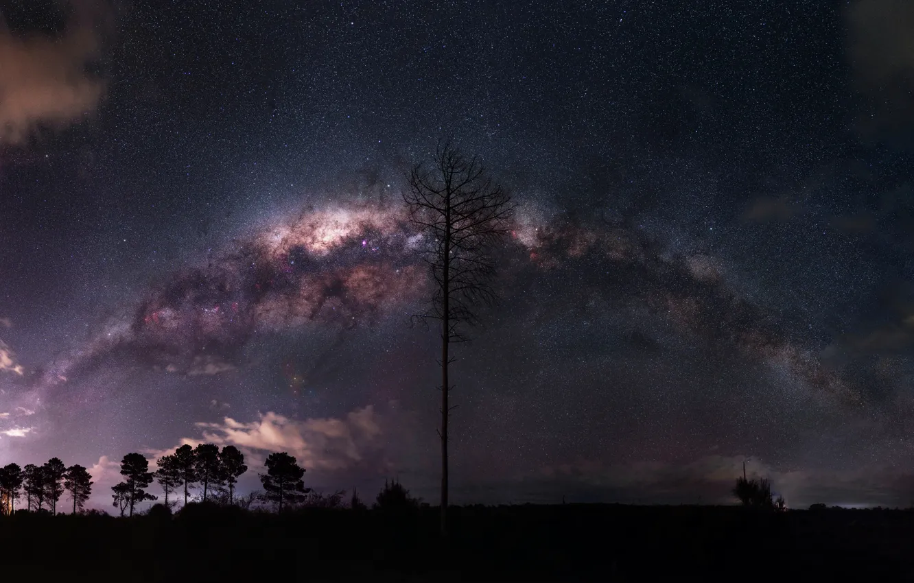 Фото обои звезды, деревья, ночь, млечный путь