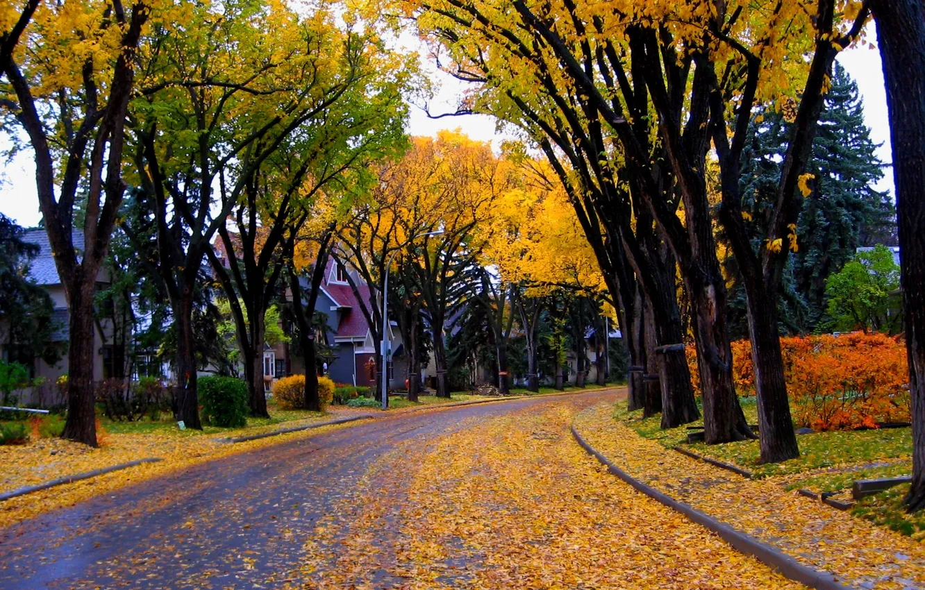Фото обои осень, листья, деревья, природа, city, город, дом, улица