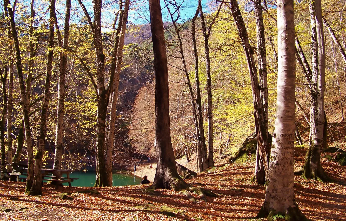 Фото обои осень, лес, деревья, озеро, forest, Nature, листопад, trees