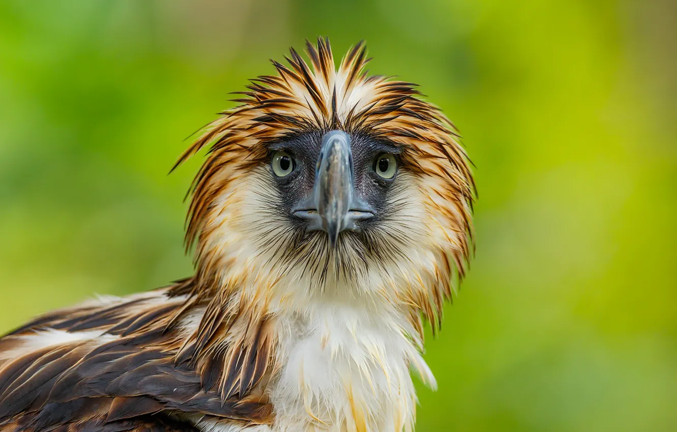 Фото обои природа, птица, Philippine Eagle