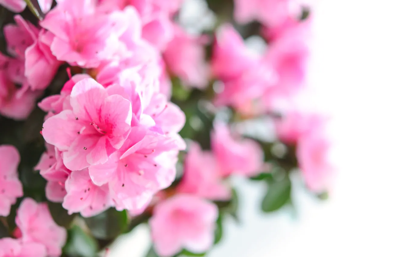 Фото обои цветы, букет, розовые