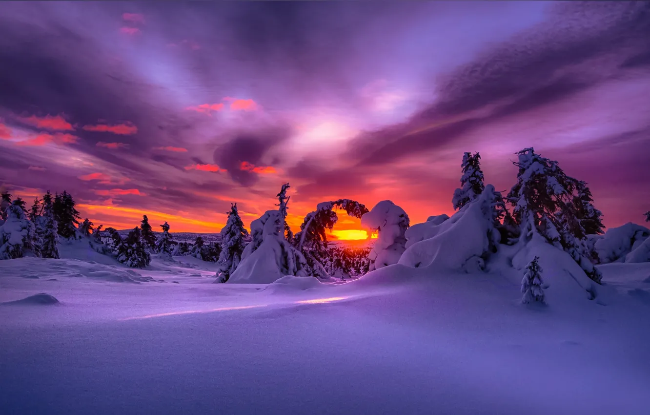 Фото обои зима, лес, снег, природа, рассвет