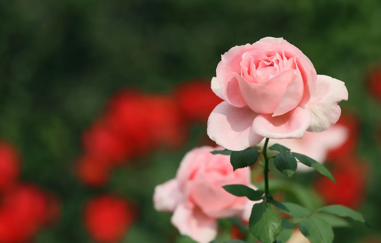 Фото обои розовый, роза, лепестки, бутон