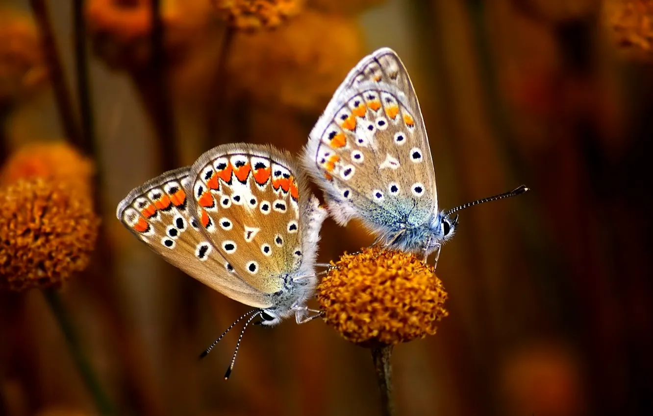 Фото обои Eyes, Butterflies, Stalk, Antennas, Black &amp; White Dots, Copulating, Dots