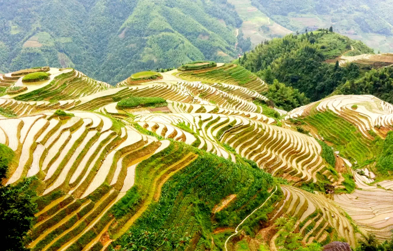 Фото обои поля, Китай, террасы, Guilin, Гуанчжоу