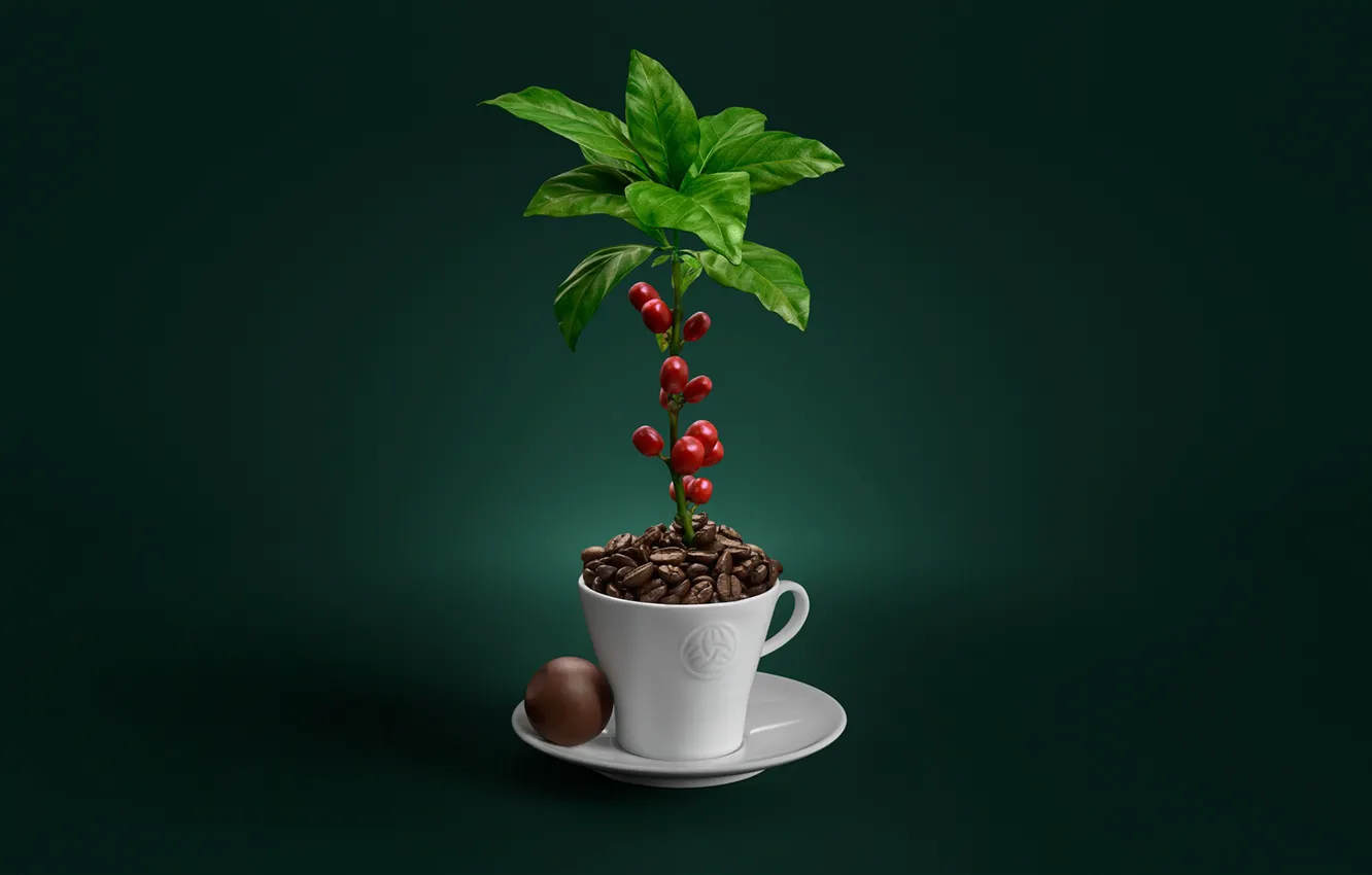 Фото обои растение, кофе, кружка, блюдце, зёрна