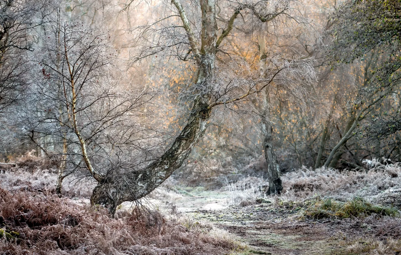 Фото обои осень, лес, природа