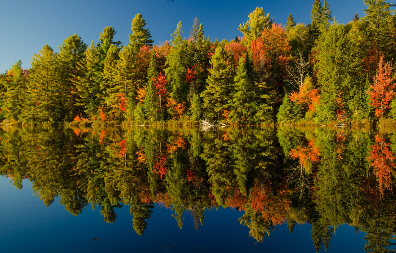Фото обои осень, лес, небо, река