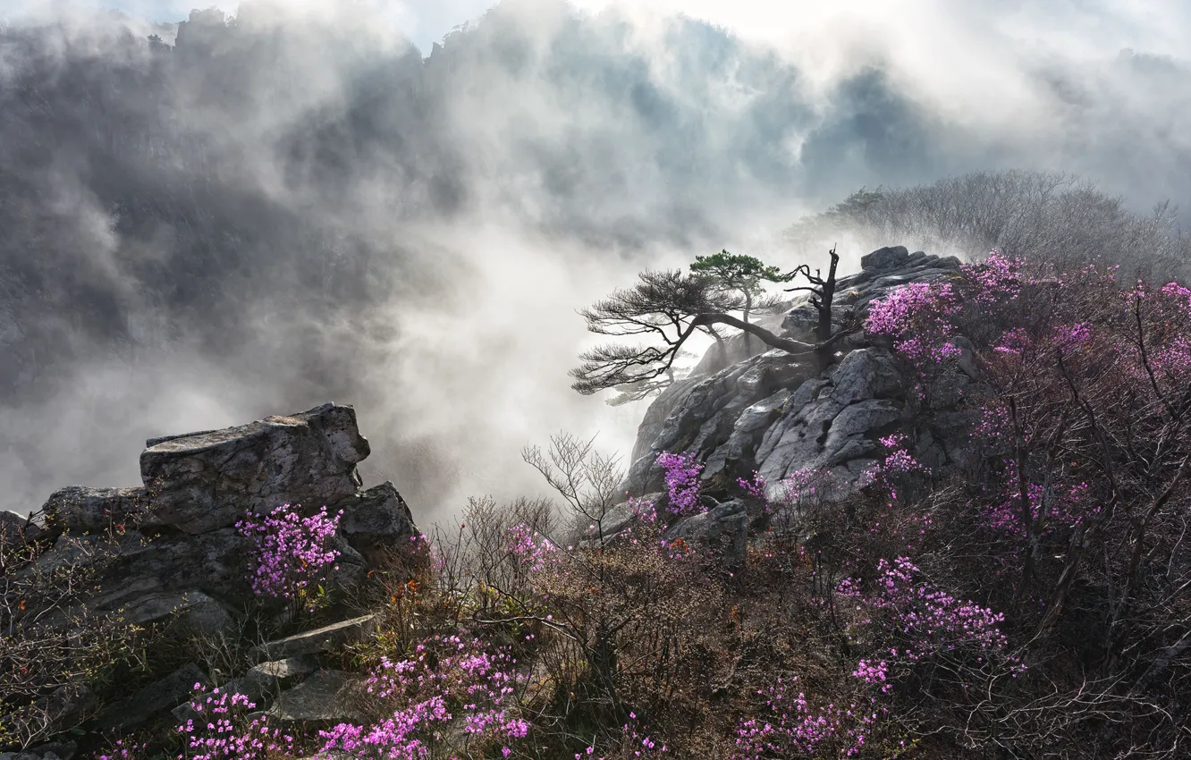 Фото обои деревья, пейзаж, горы, природа, туман, камни, скалы, кустарники