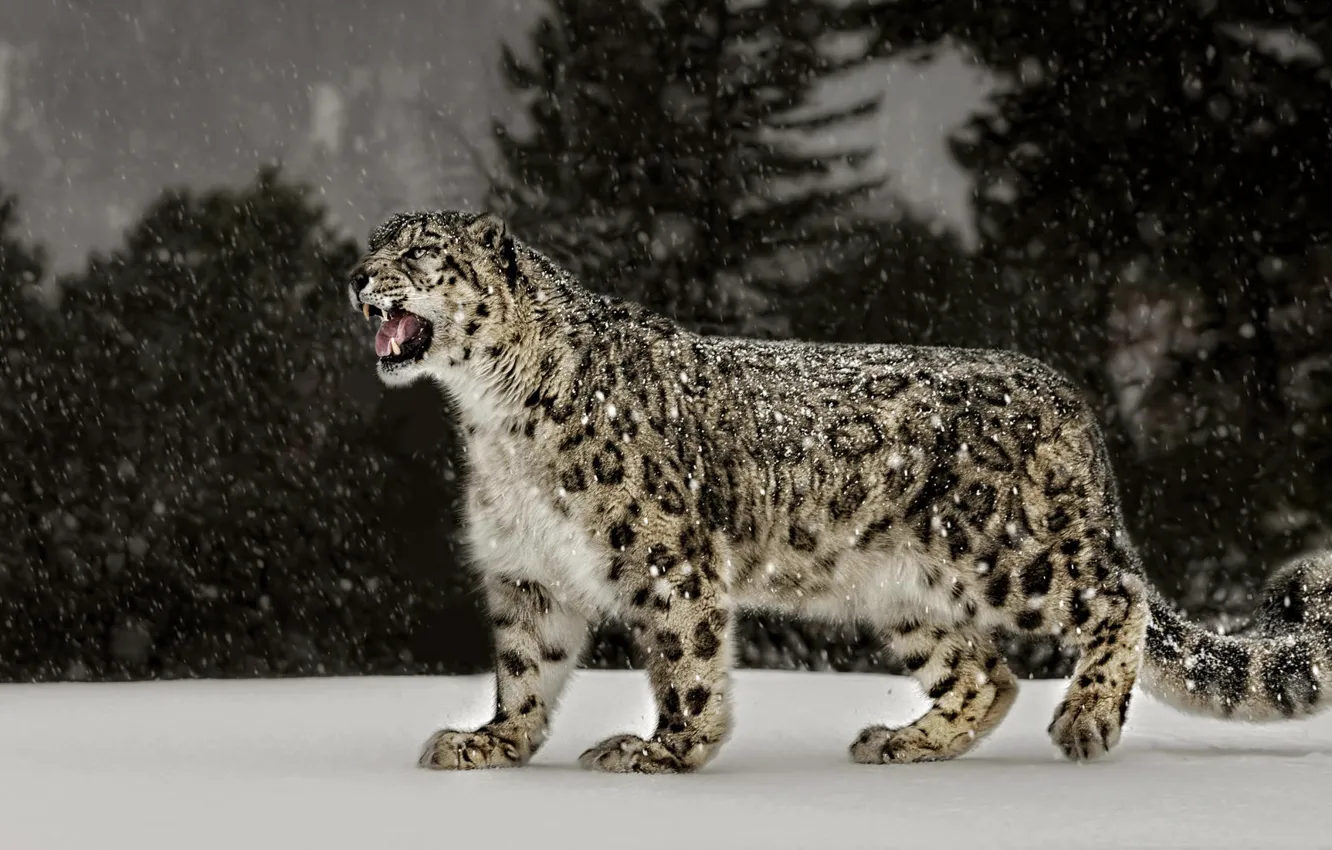 Фото обои снег, леопард, Snow Leopard