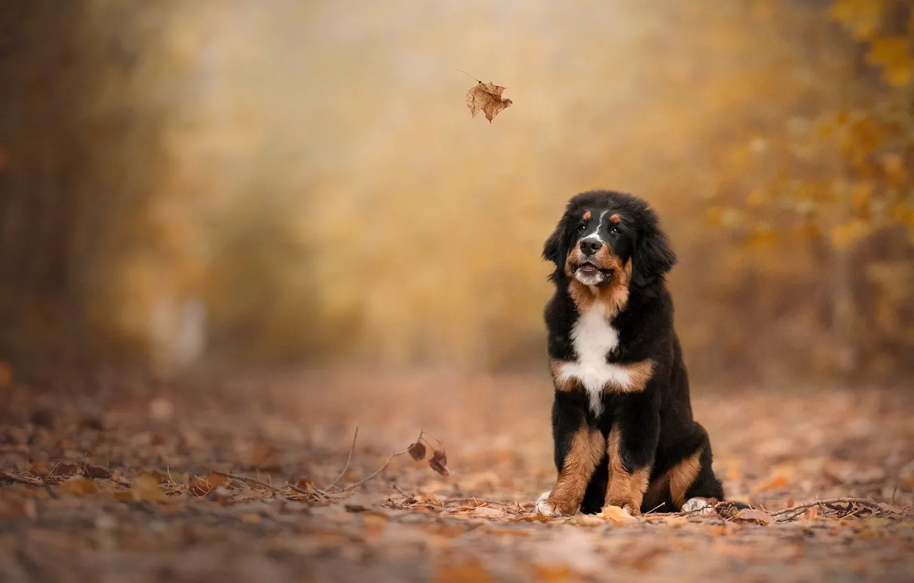 Фото обои осень, парк, собака, щенок, листопад, осенние листья, бернский зенненхунд, осенний листок