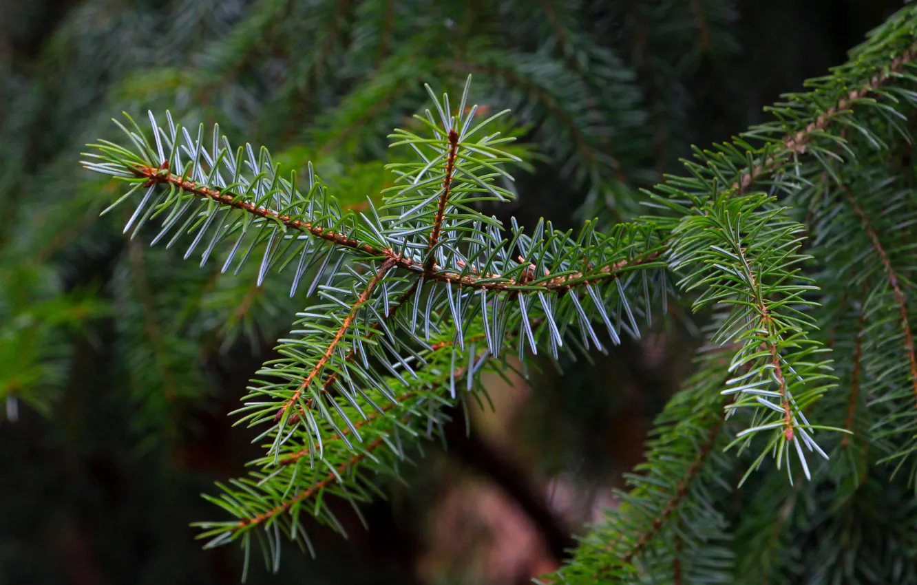 Фото обои green, pine, spruce, twig