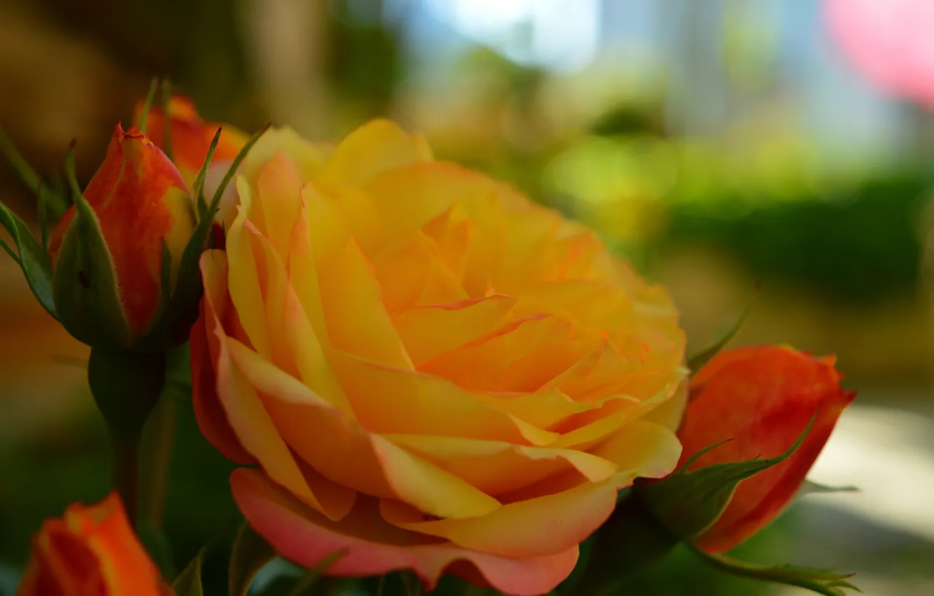 Фото обои Бутоны, Yellow rose, Жёлтая роза