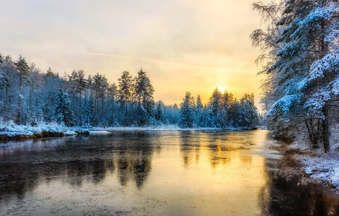 Фото обои зима, иней, лес, небо, солнце, свет, снег, желтый