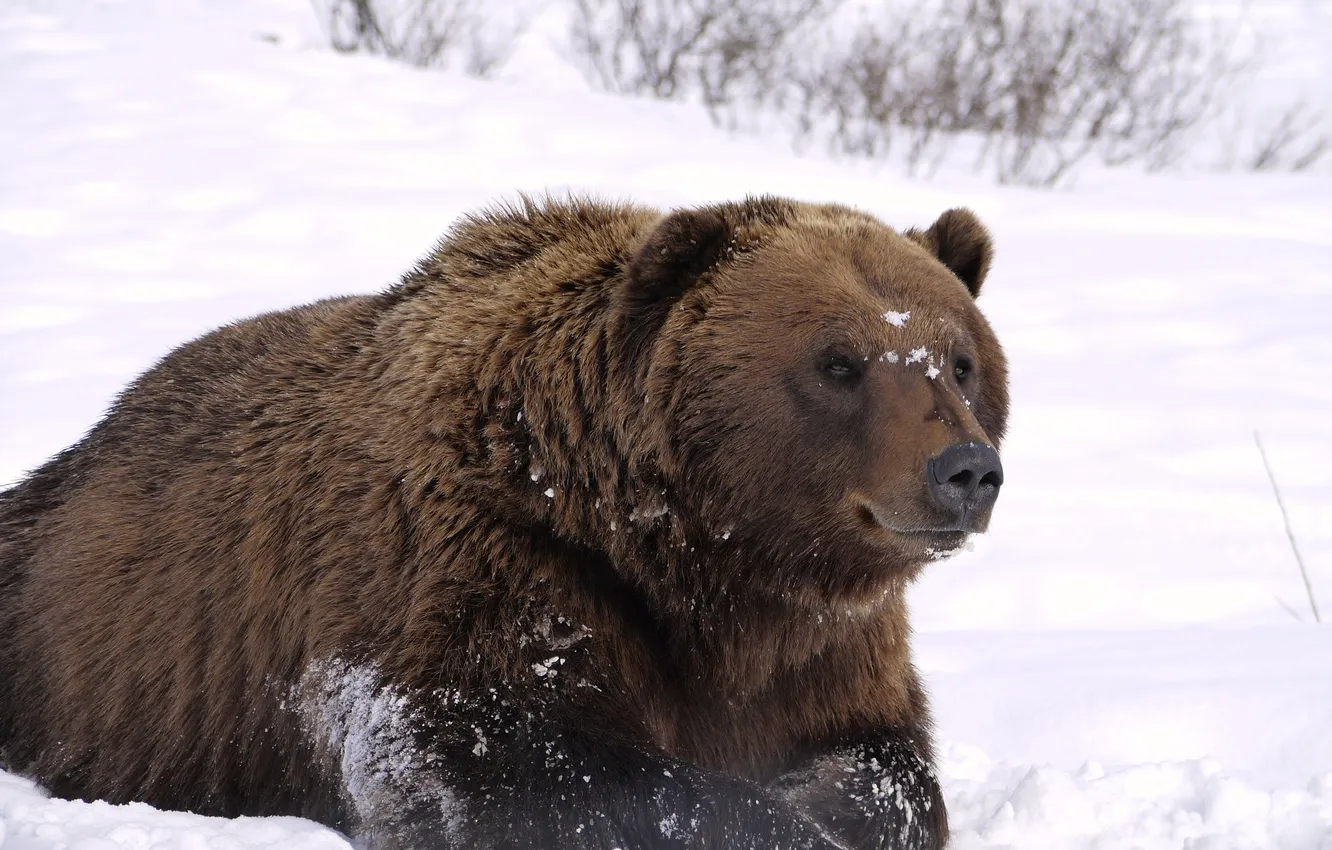 Фото обои взгляд, снег, отдых, Аляска, Медведь, наблюдение