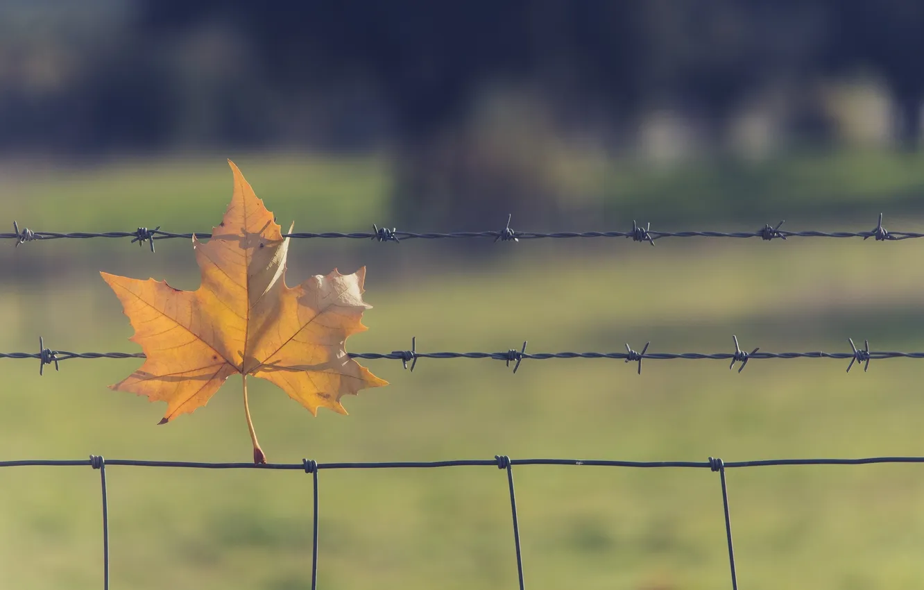 Фото обои осень, макро, листок, колючая проволока