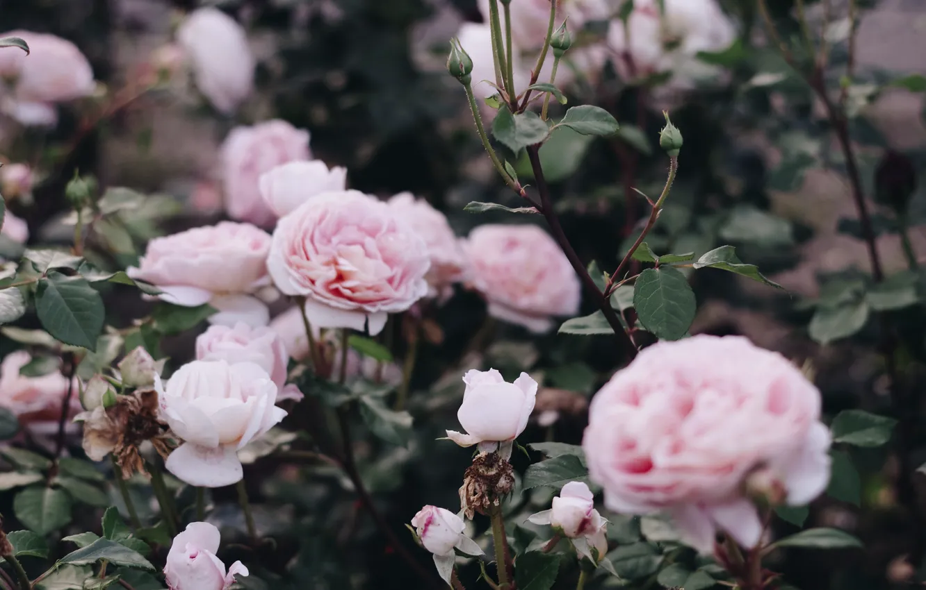 Фото обои розы, кусты, by IrinaJoanne