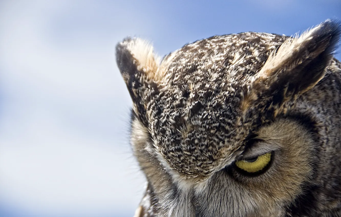 Фото обои сова, Great Horned Owl, хмурая