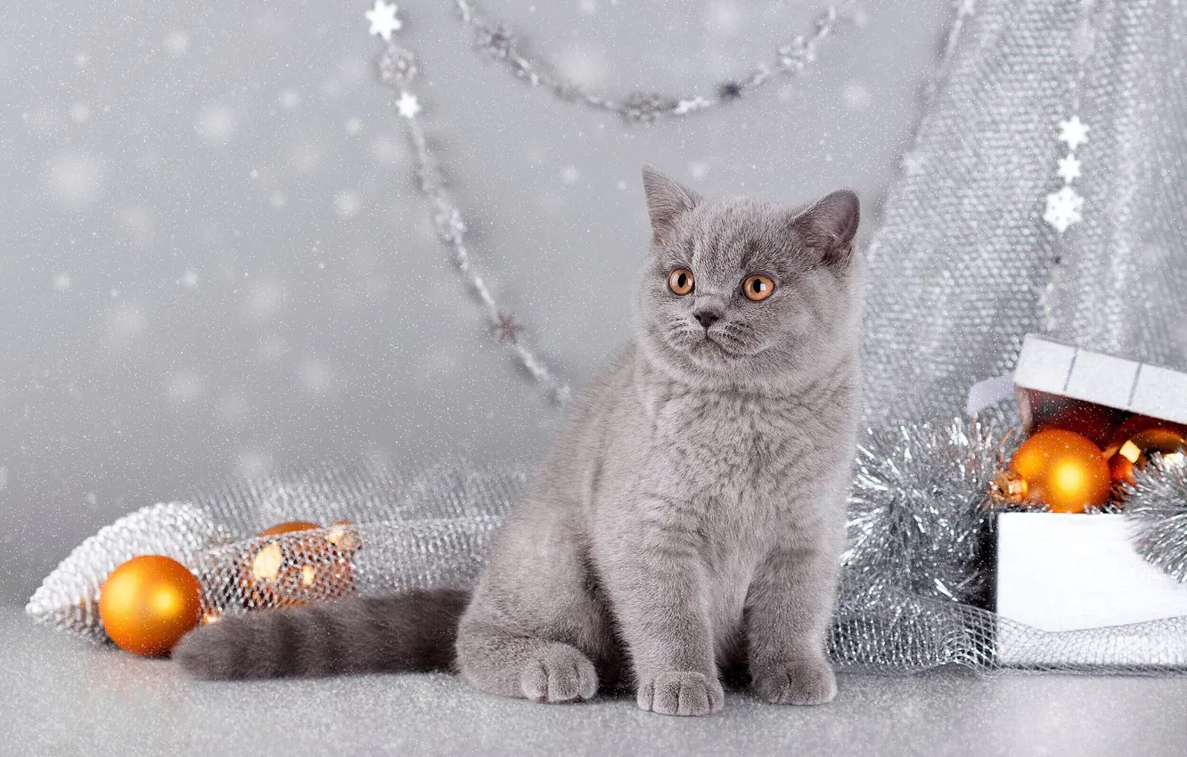 Новогодний серый котик. Обои новогодние с котиком серым. Котёнок персидский пепел. Обои на рабочий украшение зимы. Открытки в хорошем качестве с новым годом с пустым фоном кот.