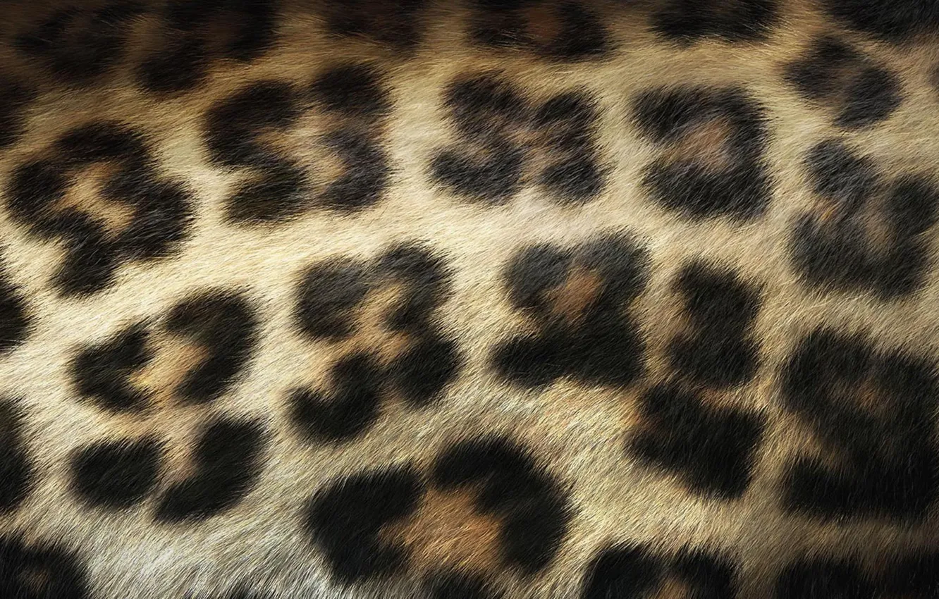 Фото обои Леопард, Шерсть, Пятна