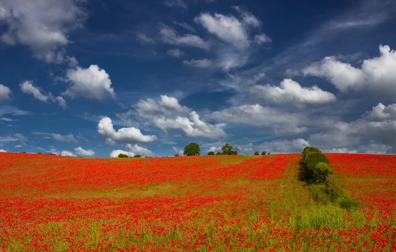 Фото обои поле, лето, небо, облака, деревья, цветы, природа, синева