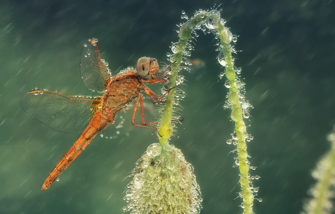 Фото обои капли, дождь, мак, стрекоза, насекомое, обои от lolita777