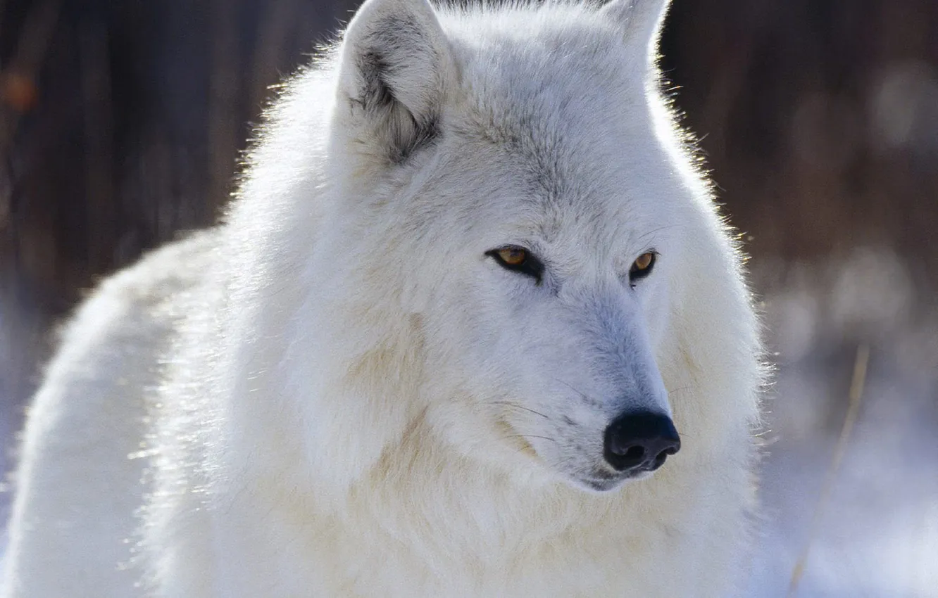 Фото обои nature, predator, animal, wolf, wildlife, portrait, polar wolf, portrait.