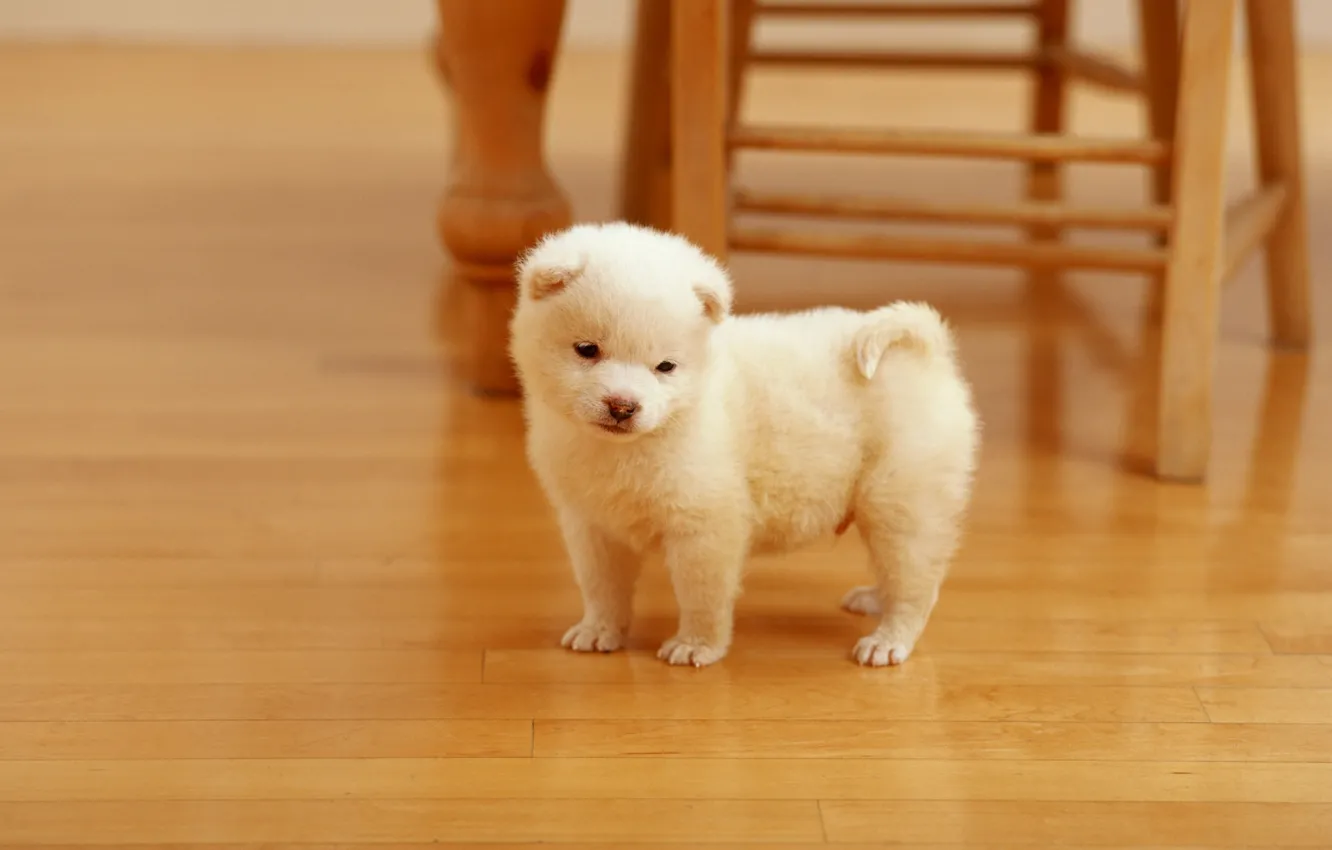 Фото обои собаки, белый, шерсть, пушистый, маленький, стул, щенок, бежевый