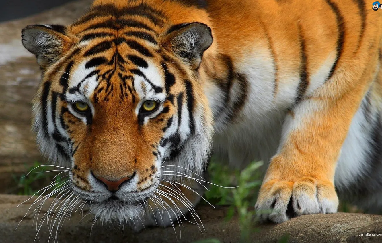 Фото обои Tiger, Powerful, Perfect Killing Machine