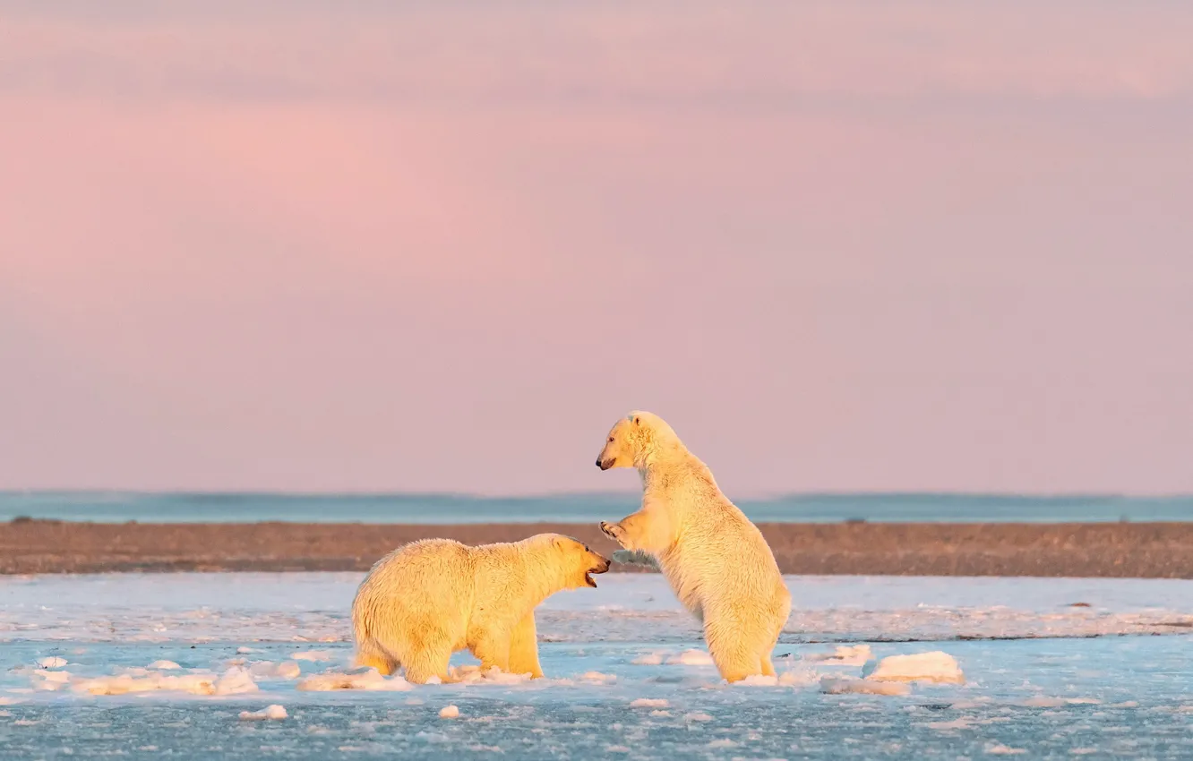 Фото обои зима, белый, снег, природа, поза, лёд, медведь, медведи