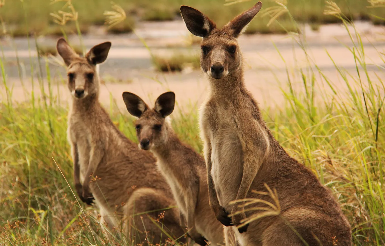 Фото обои трава, кенгуру, трое, семейство