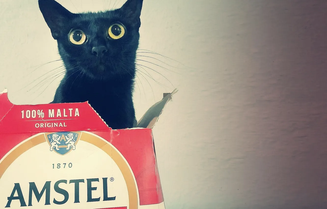 Фото обои CAT, AMVC, BLACK CAT, BEER