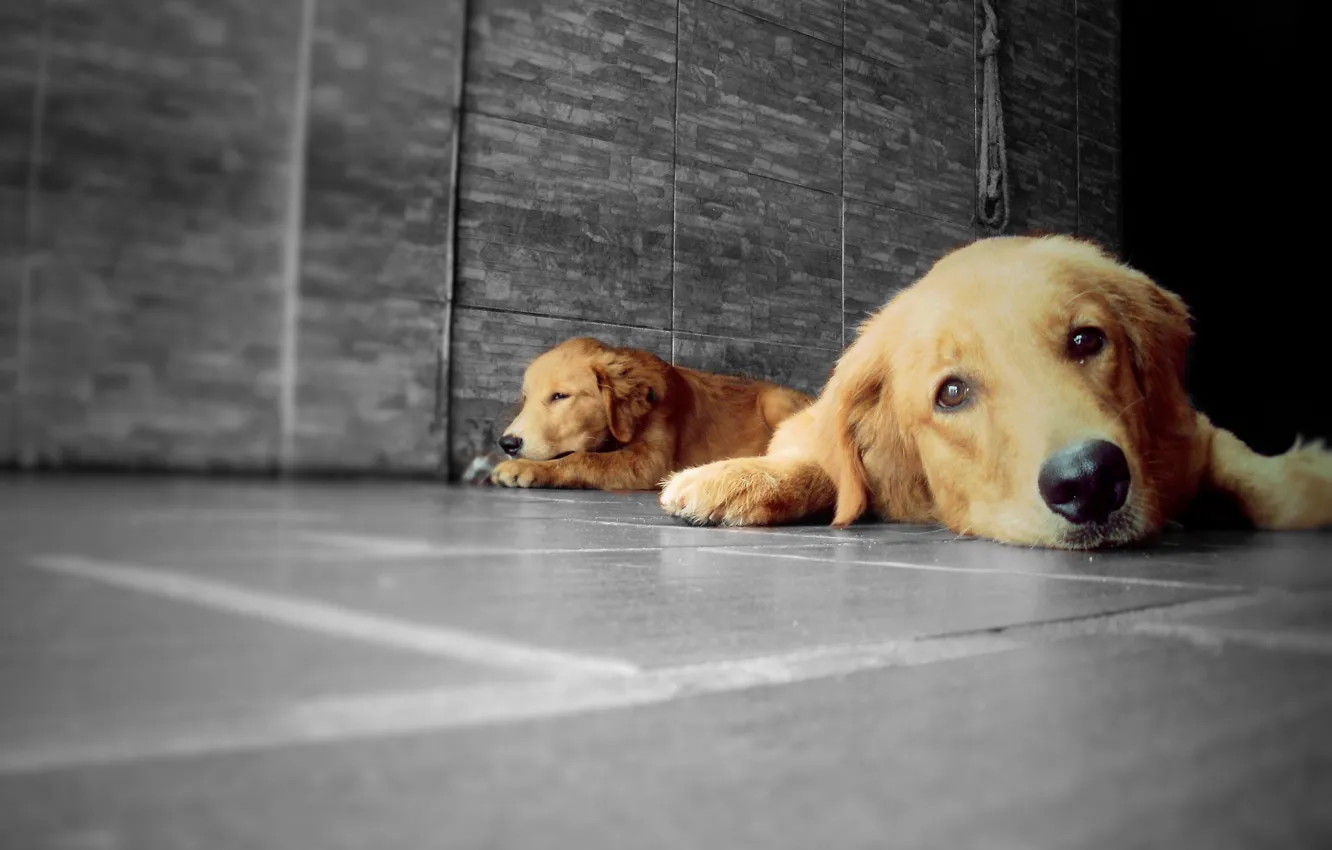 Фото обои Dog, Golden, Dogs, Golden Retriever, Animals, Animal, Pet, Retriever