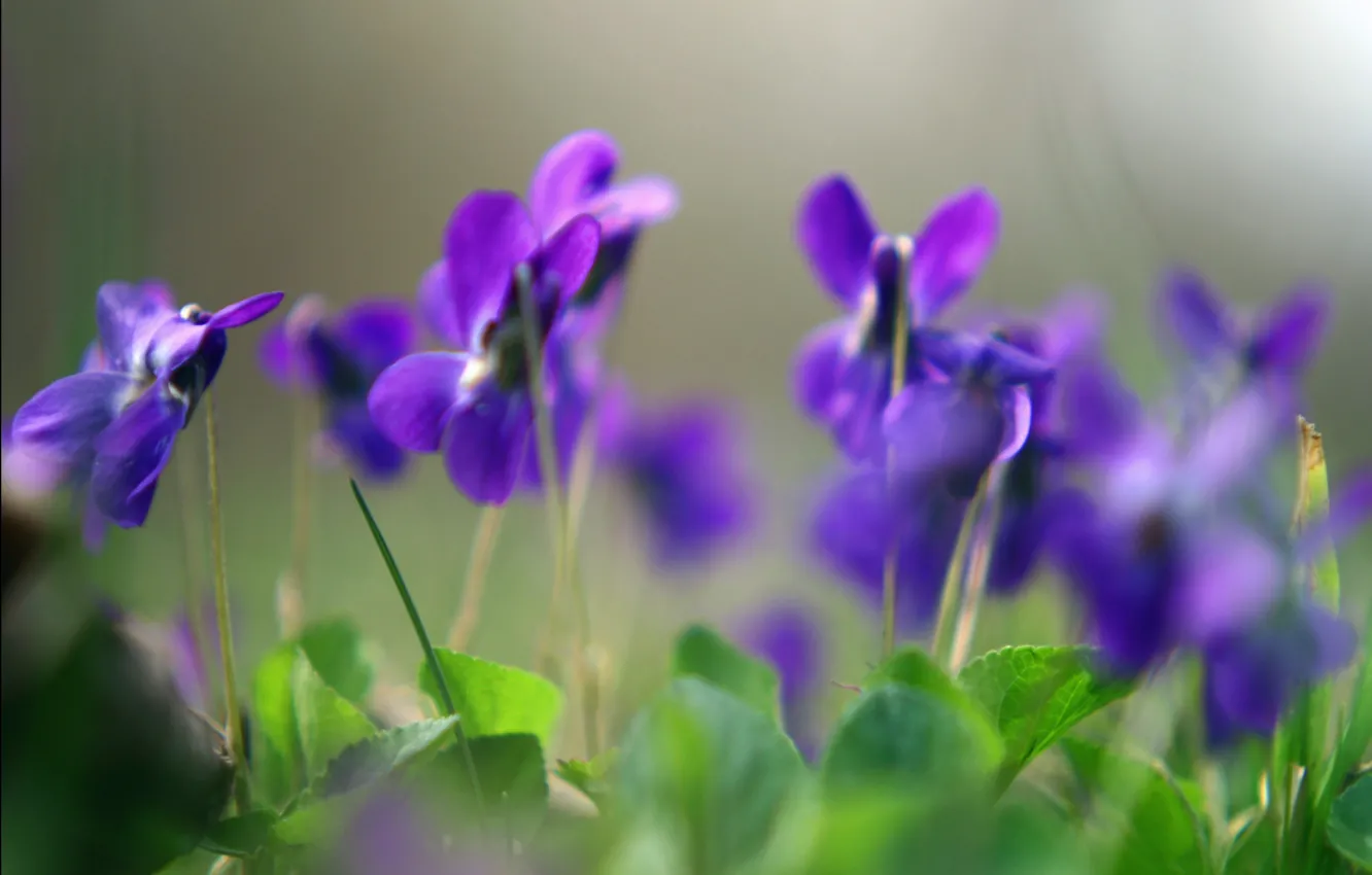 Фото обои макро, цветы, растения, весна, фиолетовые, фиалки