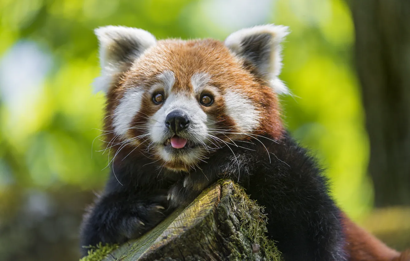 Фото обои взгляд, морда, красная панда, firefox, малая панда, ©Tambako The Jaguar