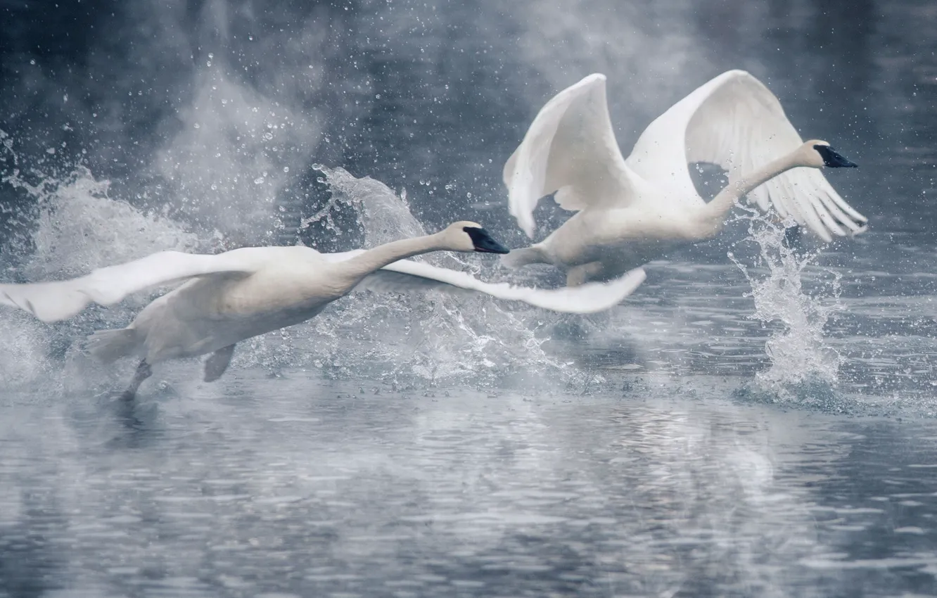 Фото обои вода, брызги, птицы, крылья, пара, лебеди, взлёт