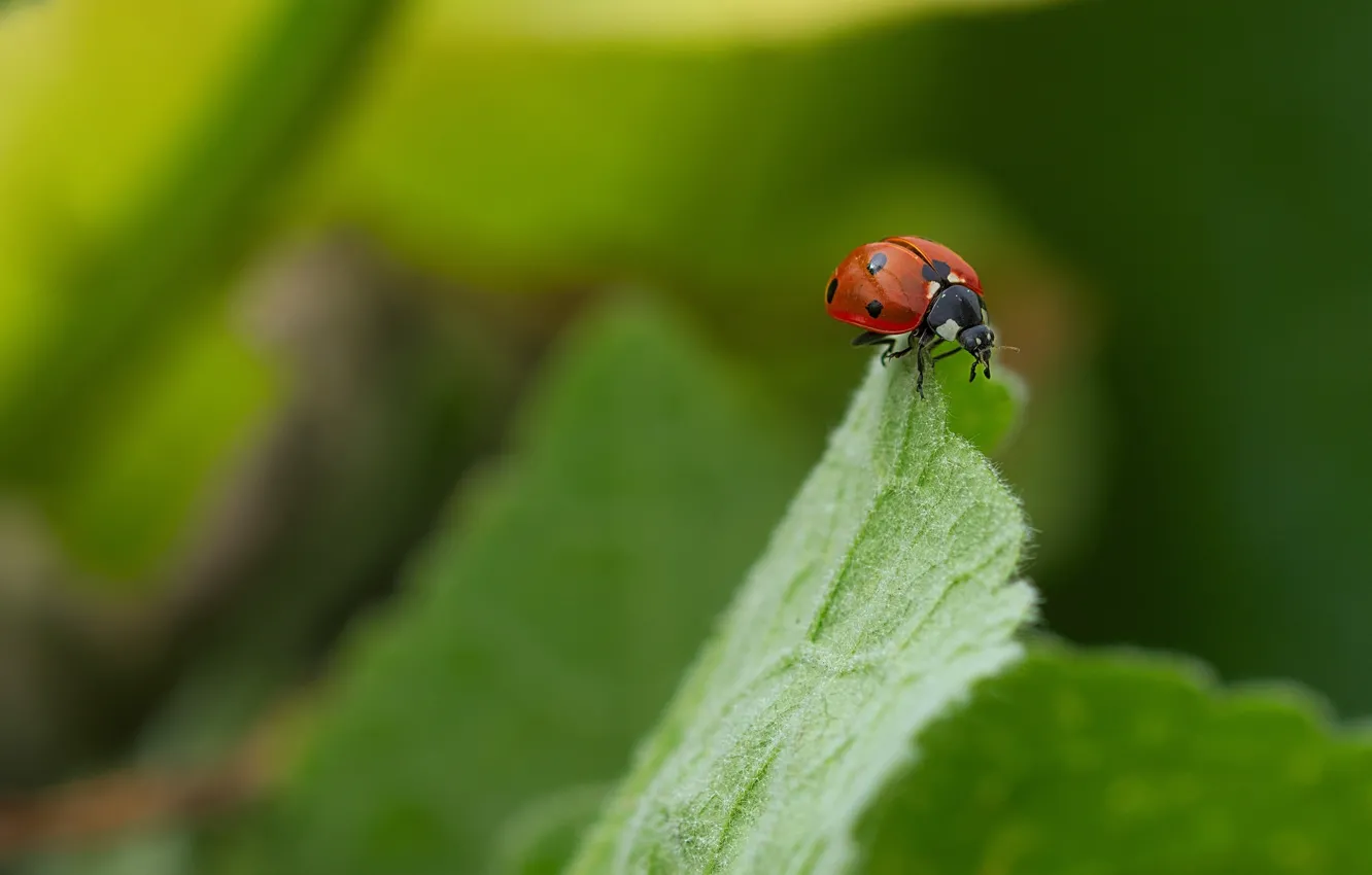 Фото обои макро, жук, насекомое