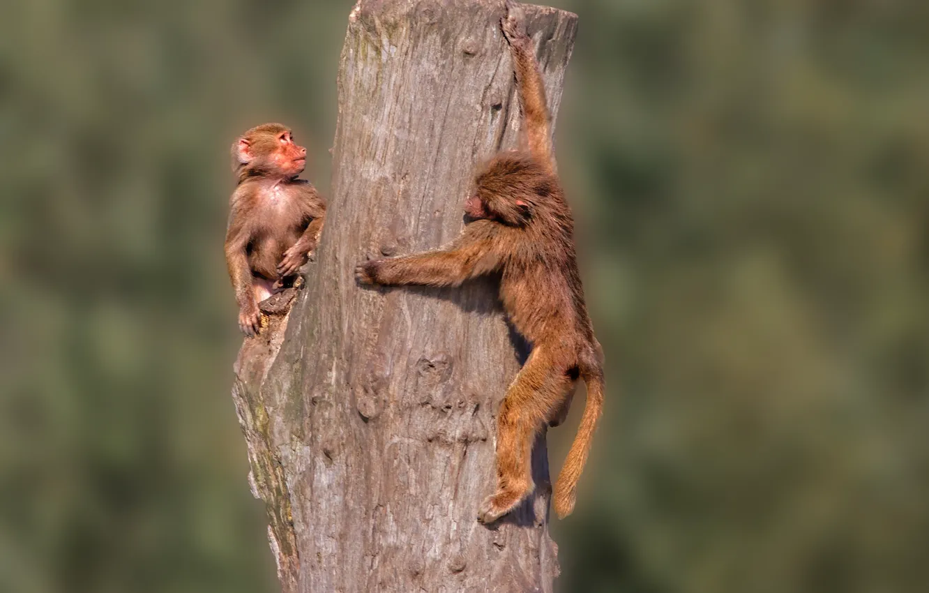 Фото обои обезьяны, бревно, рыжие