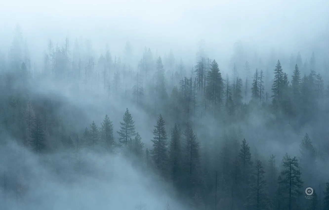 Фото обои лес, деревья, природа, туман