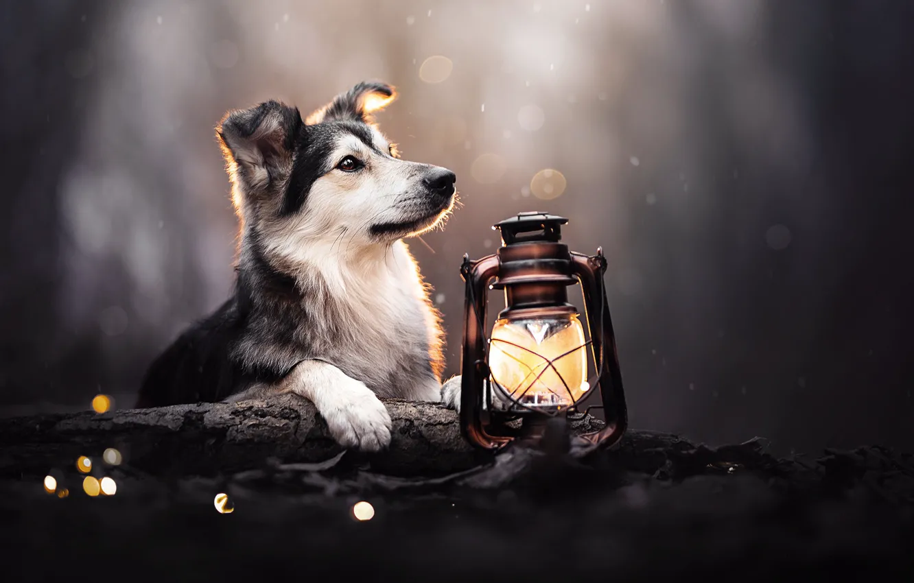 Фото обои лампа, собака, фонарь, боке