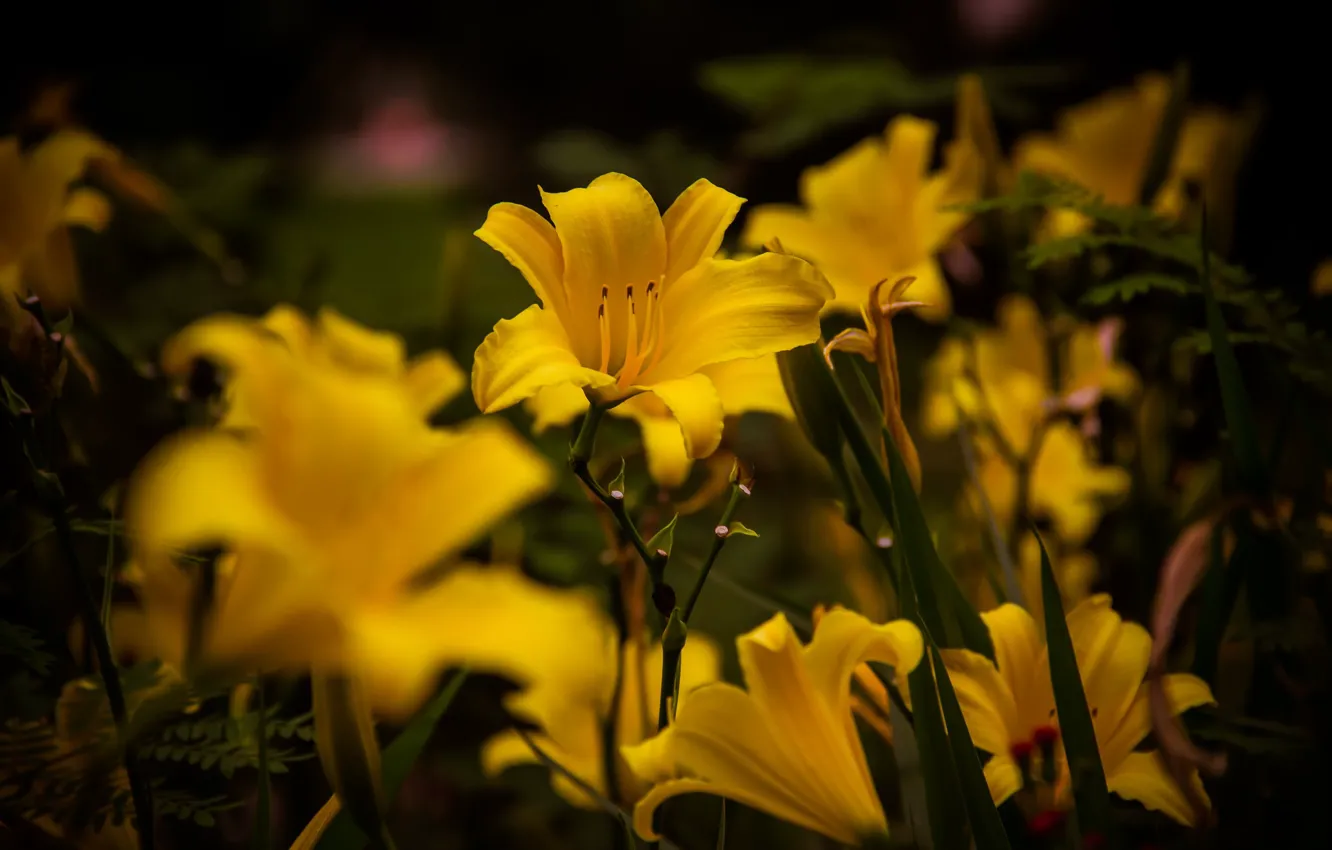 Фото обои цветы, темный фон, желтые, сад, боке, Лилейник