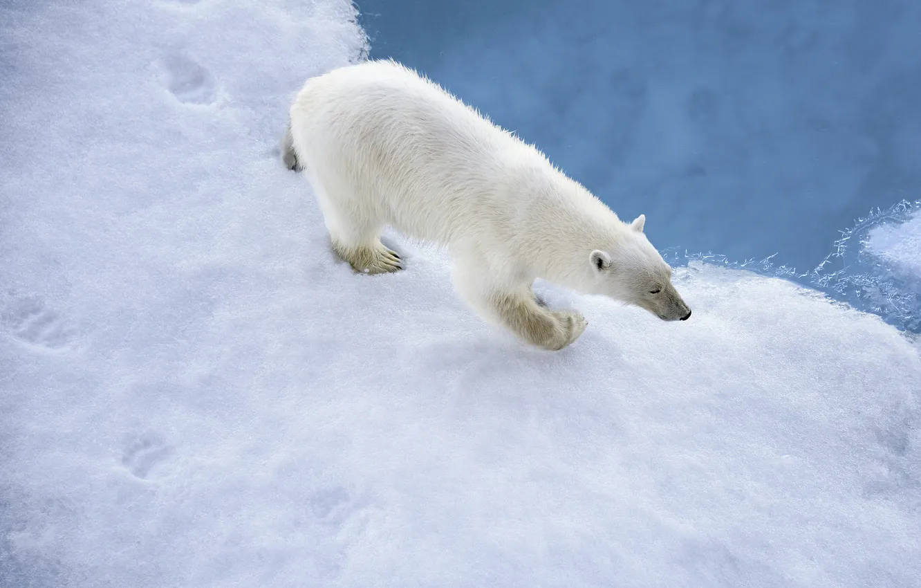 Фото обои зима, снег, следы, хищник, белый медведь