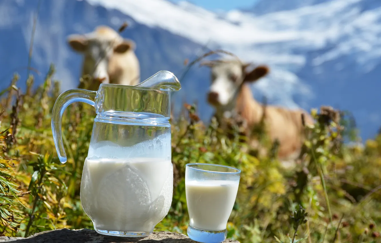 Фото обои горы, стакан, коровы, молоко, кувшин