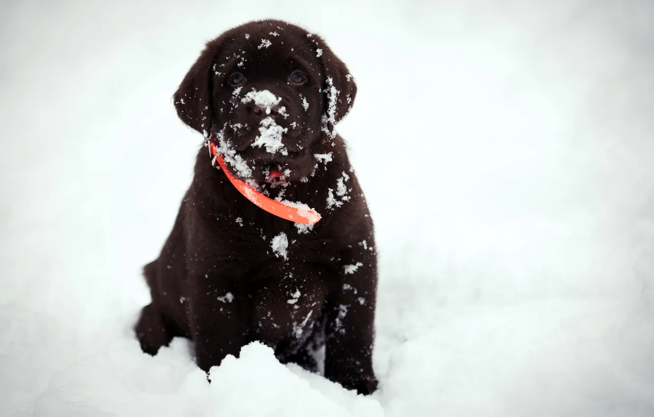 Фото обои взгляд, снег, друг, собака