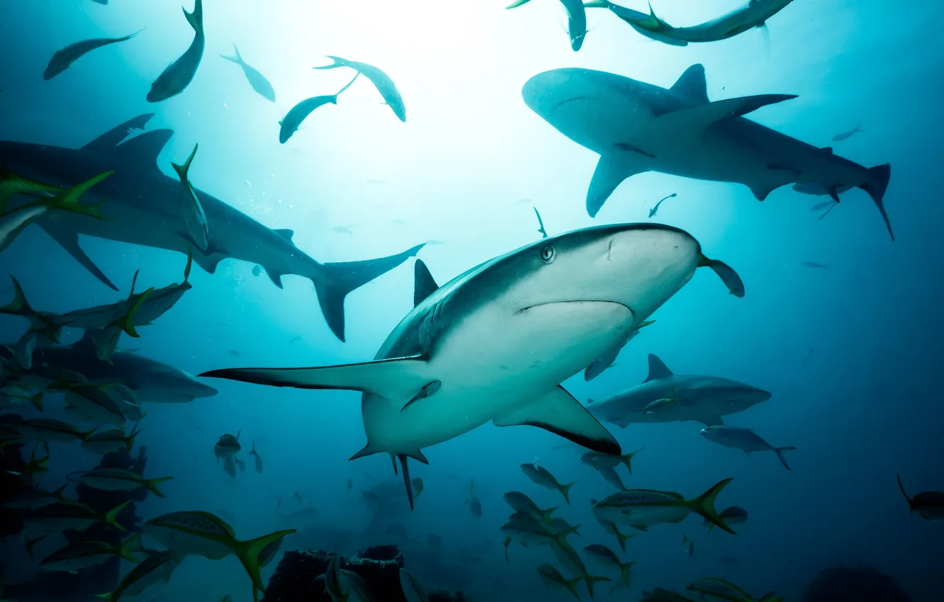 Фото обои deep, grey, extreme, wild, dangerous, wild animal, undersea, reef shark