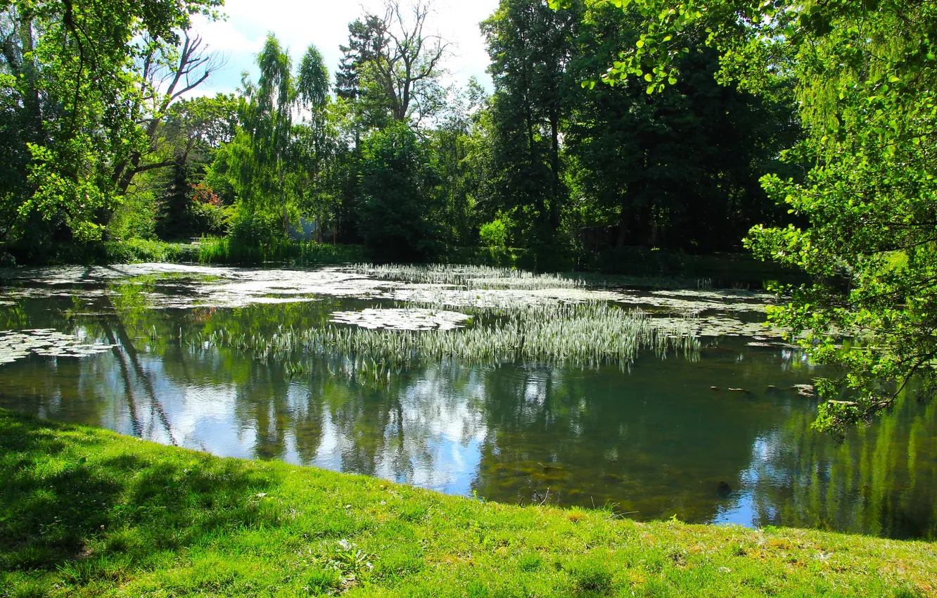 Фото обои park, lake, pond